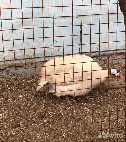 Цесарь самец