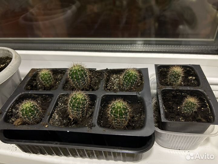 Кактус в дар