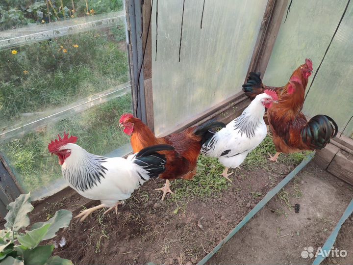 Кучинские, Адлеровские и Леггорн петушки