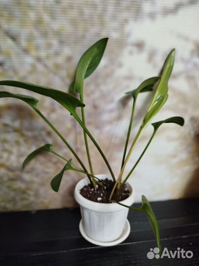 Комнатные цветы растения