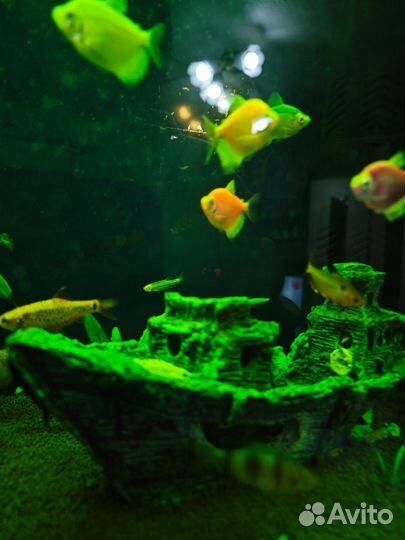 Аквариум с рыбками 150 литров
