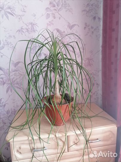 Бутылочное дерево