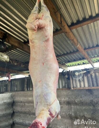 Овцы на Курбан