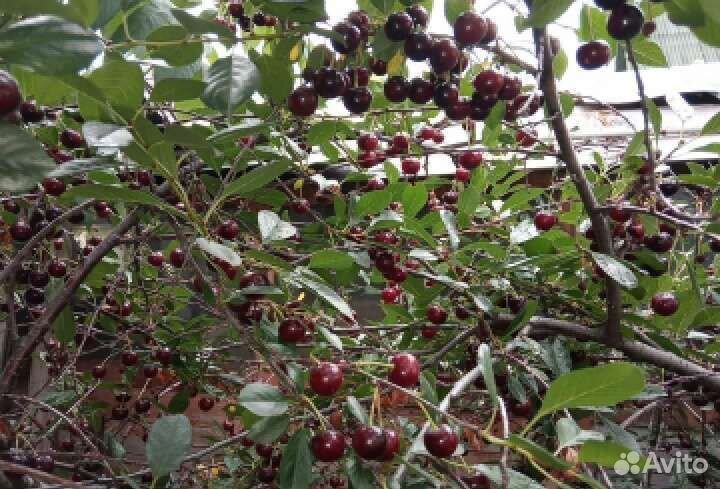 Вишня саженцы