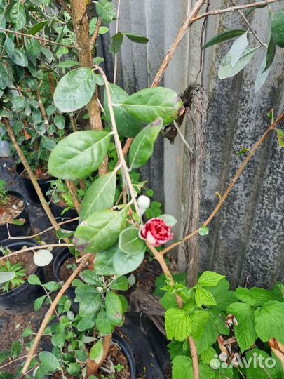 Фейхоа,спирея