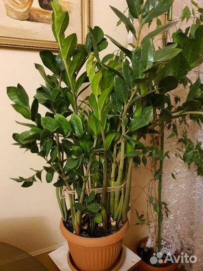 Клубни замиокулькаса (долларовое дерево)