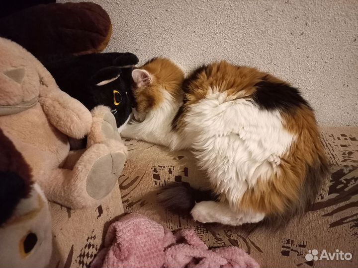 Котик в добрые руки