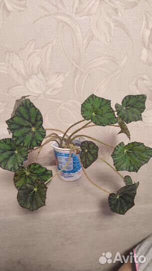 Бегония тигровая (бегония Бауэра)