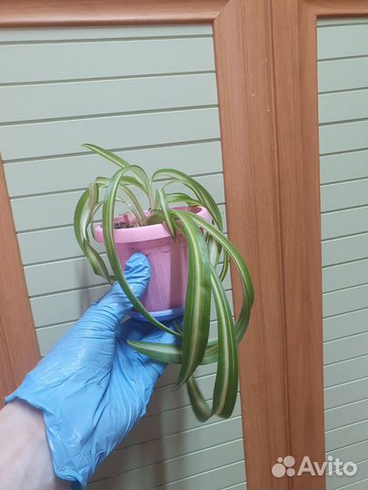 Хлорофитум кучерявый