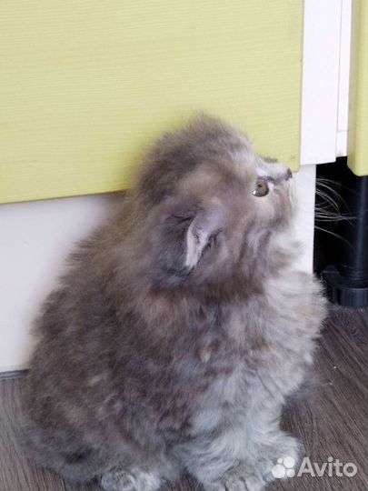 Шотландские вислоухие котята