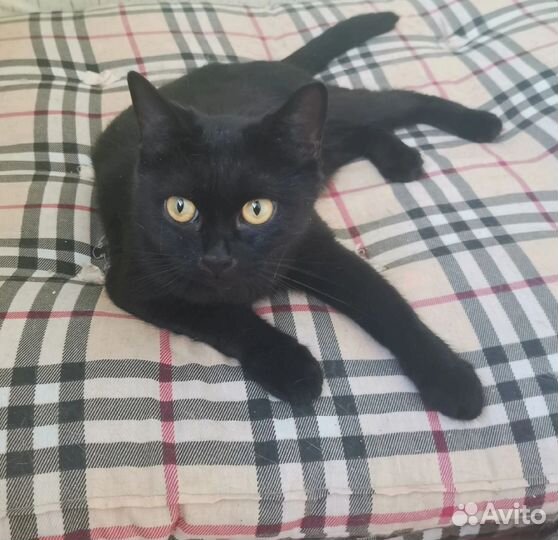 Кошки в добрые руки