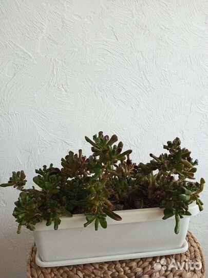 Набор суккулентов для размножения 8 шт