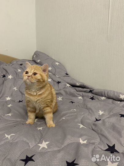 Шотландские прямоухие котята