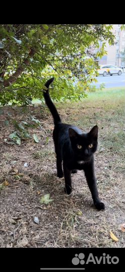 Черна кошечка Норочка ищет семью :'