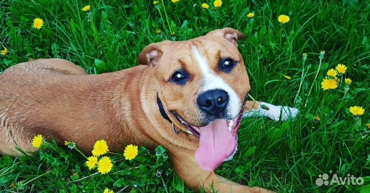 Собака мальчик