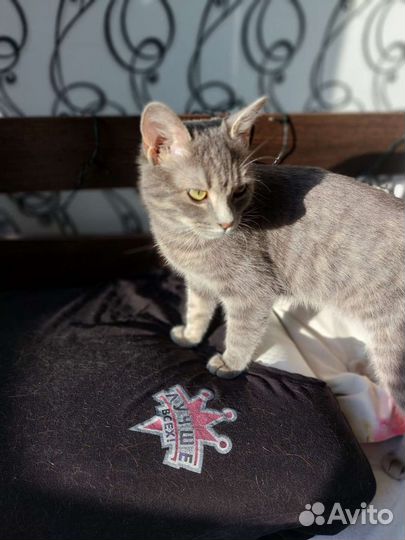 Кошки бесплатно