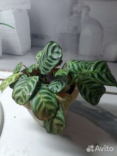 Марантовые разные