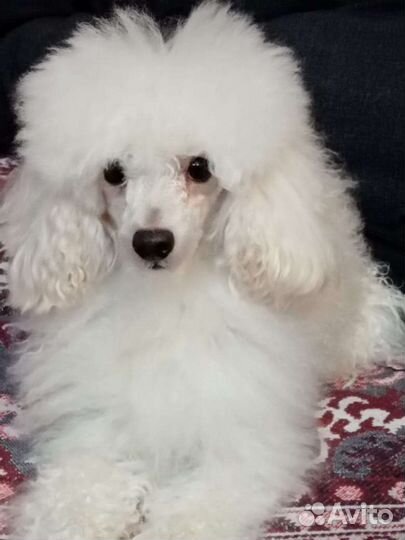 Щенки той пуделя