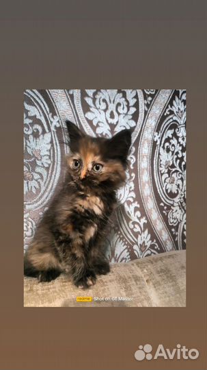 Пушистые котята