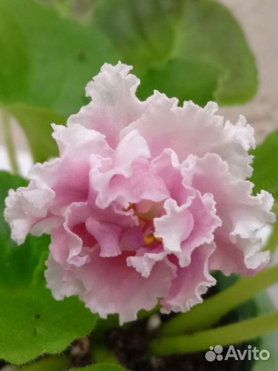 Фиалки свежий срез