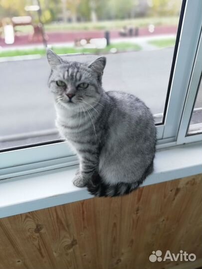 Кошечка