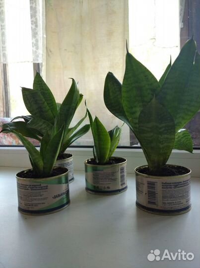 Комнатные цветы