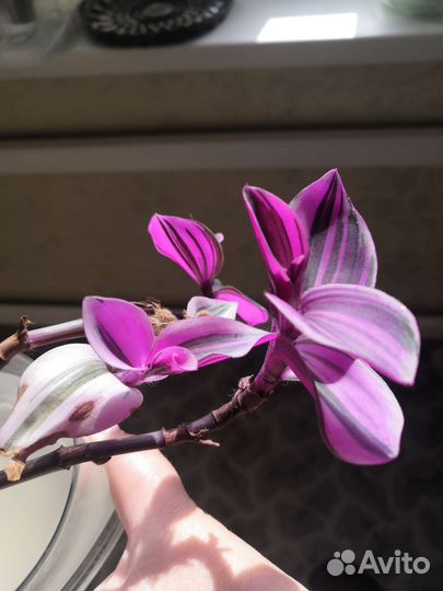 Традесканция Нанук и Крымская