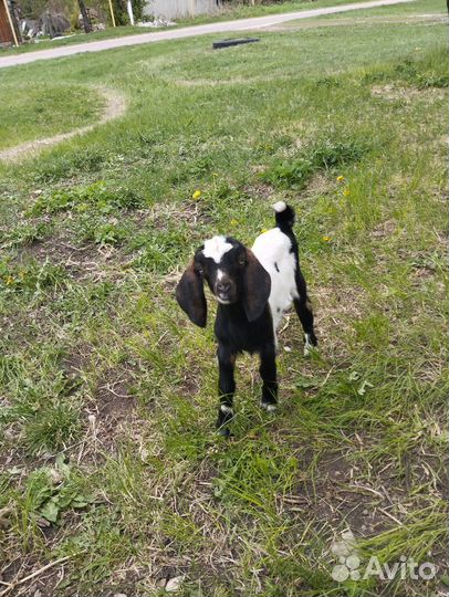 Козлы козлята