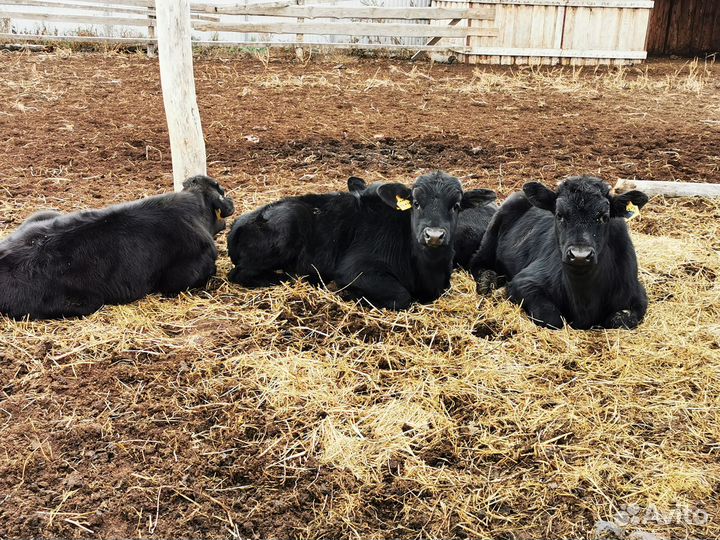 Телята бычки