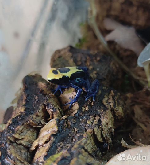 Дневные лягушки (лягушата)