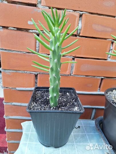 Кактус. Суккулент