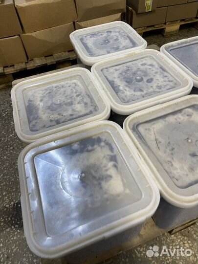 Свежий цветочный мед оптом Качка 2023