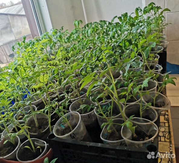 Продам рассаду