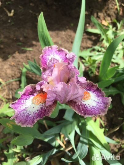 Ирисы карликовые