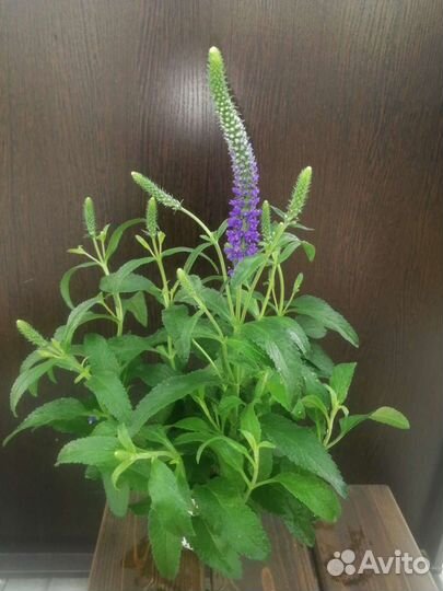 Многолетники для сада