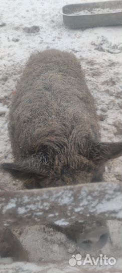 Мясо свинина домашняя