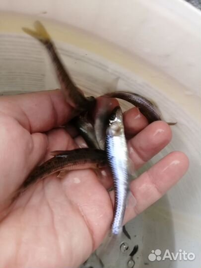 Живец пескарь