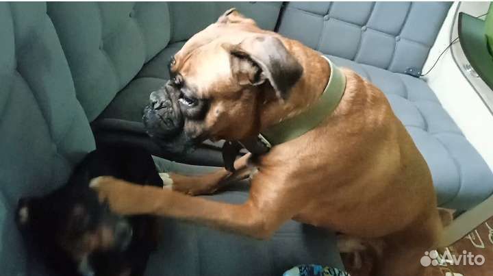 Боксëр для вязки