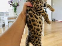 Бенгал ф1 азиатский леопардовый кот