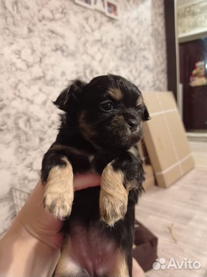 Щенки чихуахуа