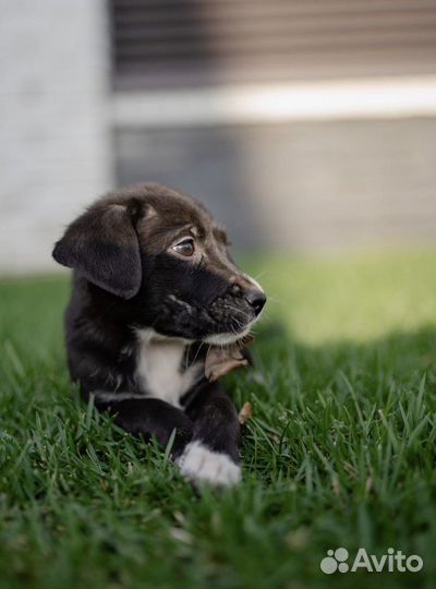 Собака в добрые руки щенок девочка