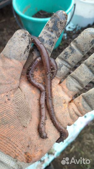 Черви выползки