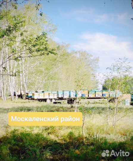 Мёд цветочный, 1 кг