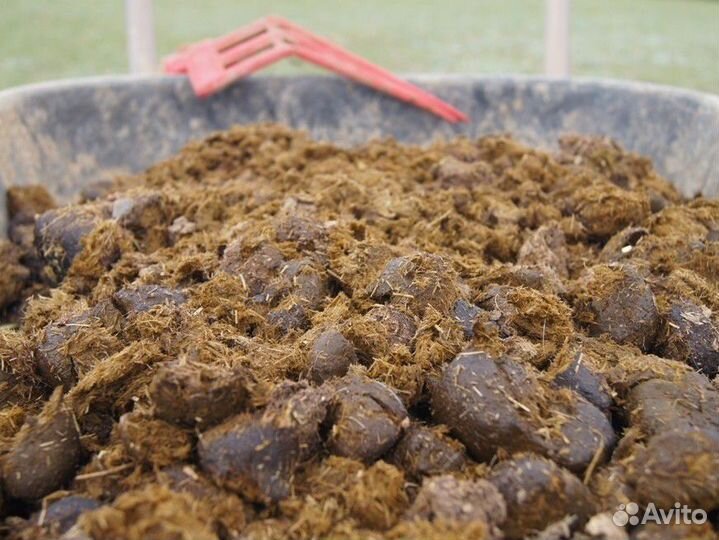 Конский навоз