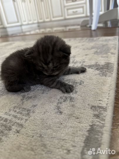 Британские котята
