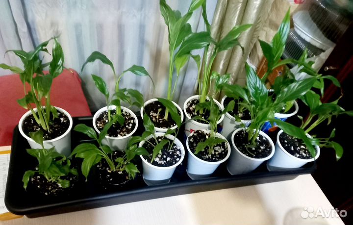 Спатифиллум Шопен (женское счастье)