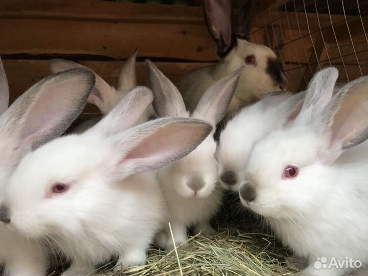 Кролики самки