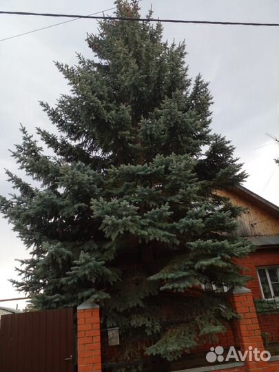 Продам ели голубые