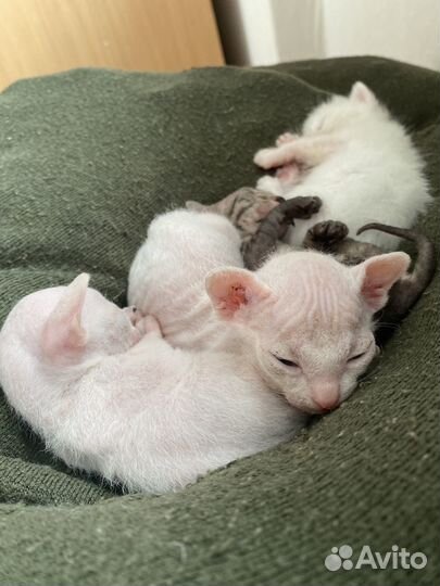 Кошки донской сфинкс