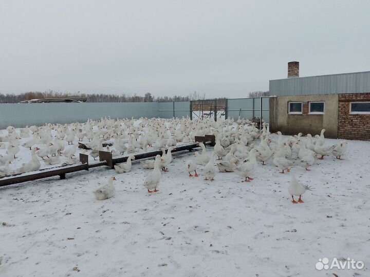 Продам мясо гуся,деревенское